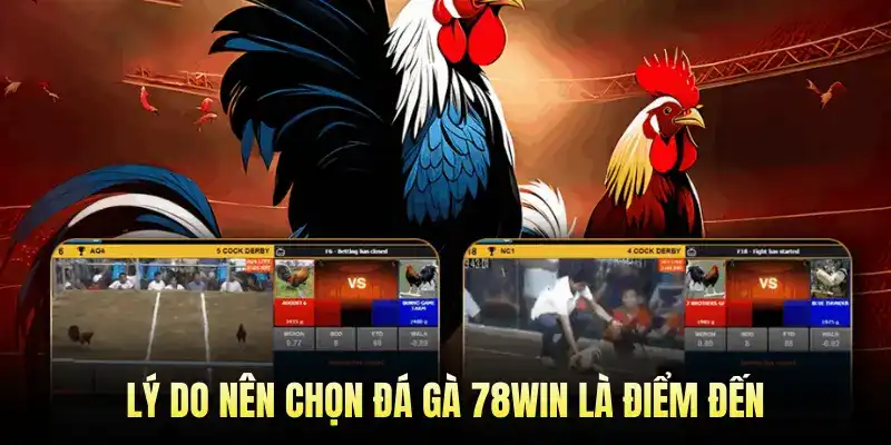 Lý Do Nên Chọn Đá Gà 78Win Là Điểm Đến